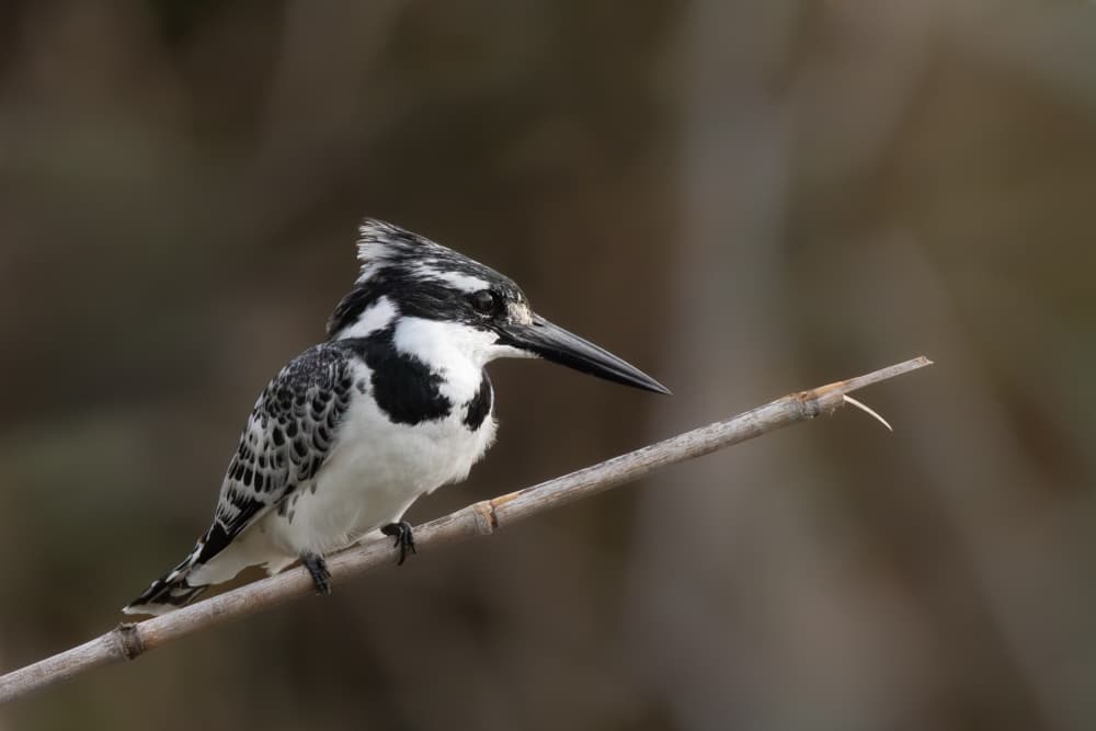 Black and White Kingfisher by Guy Wilson — canvas wall art
