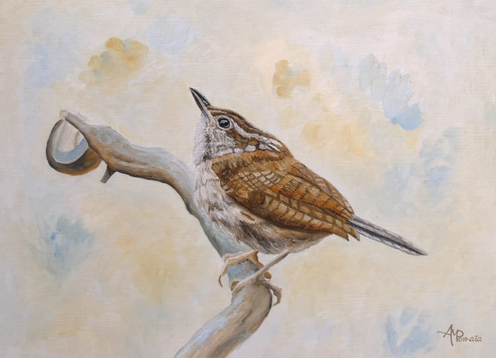 Little Wren Looking Skyward by Angeles M. Pomata — canvas wall art