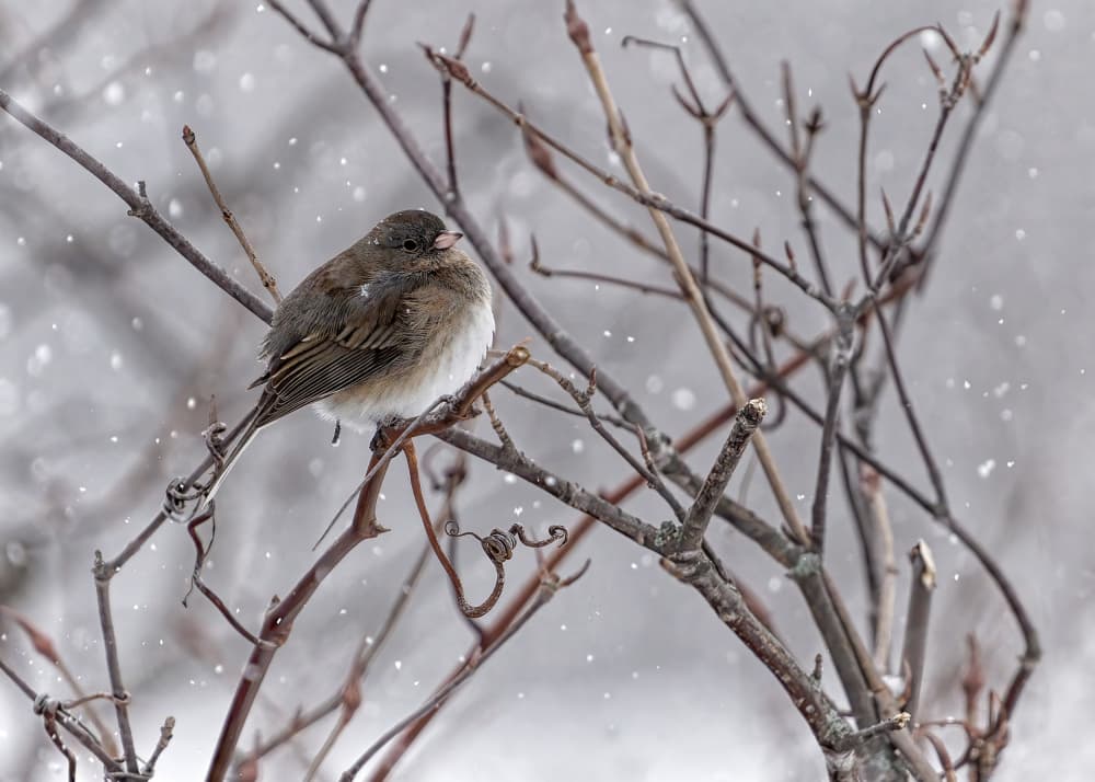 Junco in Falling Snow by Lucie Gagnon — canvas wall art