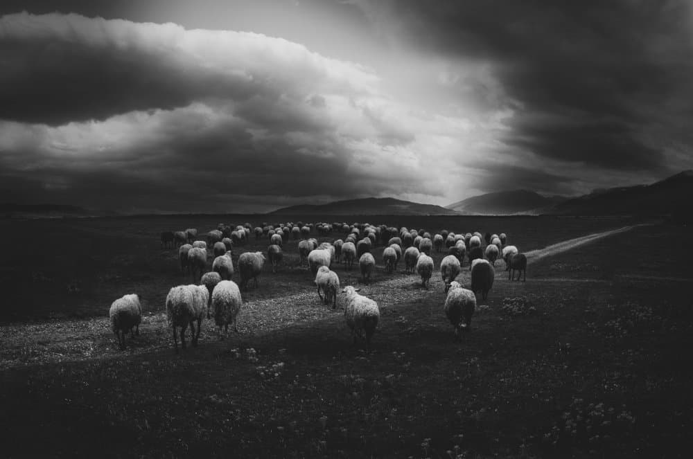 Sheep Under Stormy Sky by Todor Tanev — canvas wall art