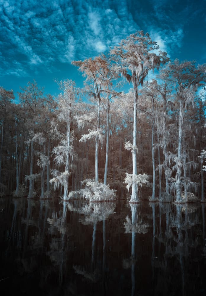 Ethereal Cypress Swamp Reflections by Benton Murphy — canvas wall art