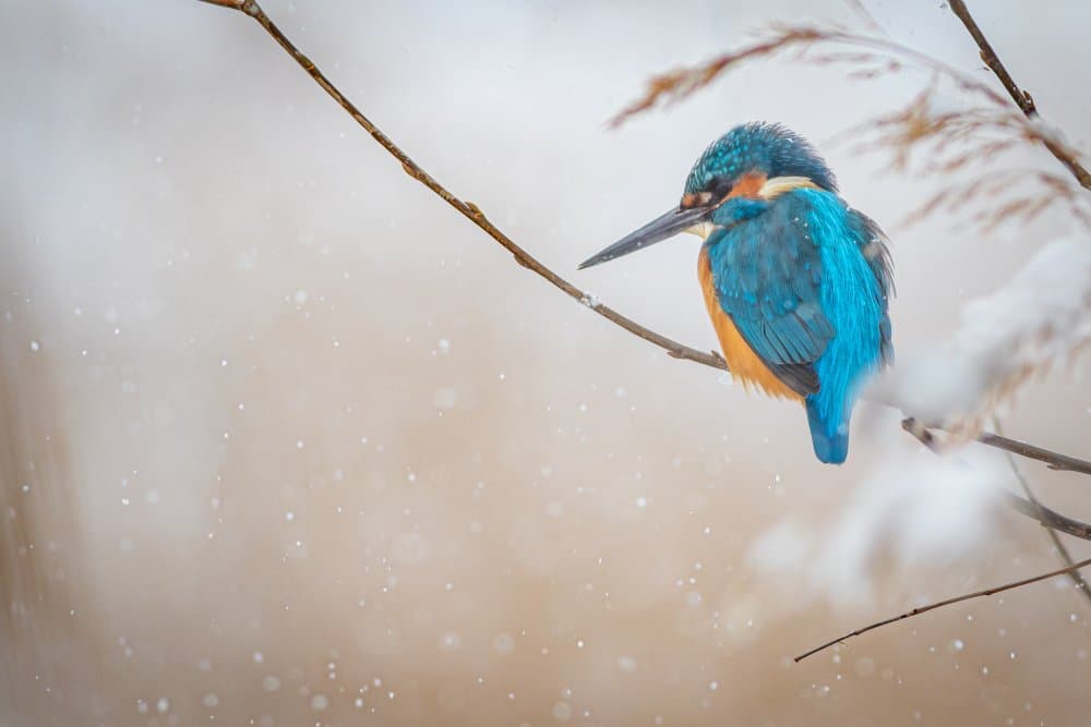 Vibrant Winter Kingfisher by Yordan Vasilev — canvas wall art