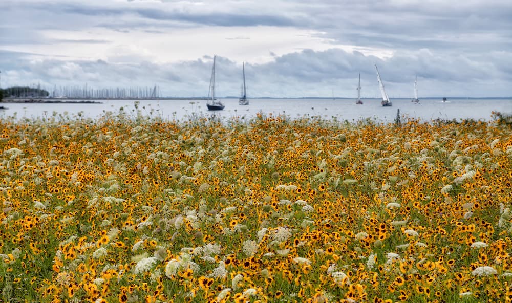 Flowering Meadow Sailboats by Kurt Hansen — canvas wall art