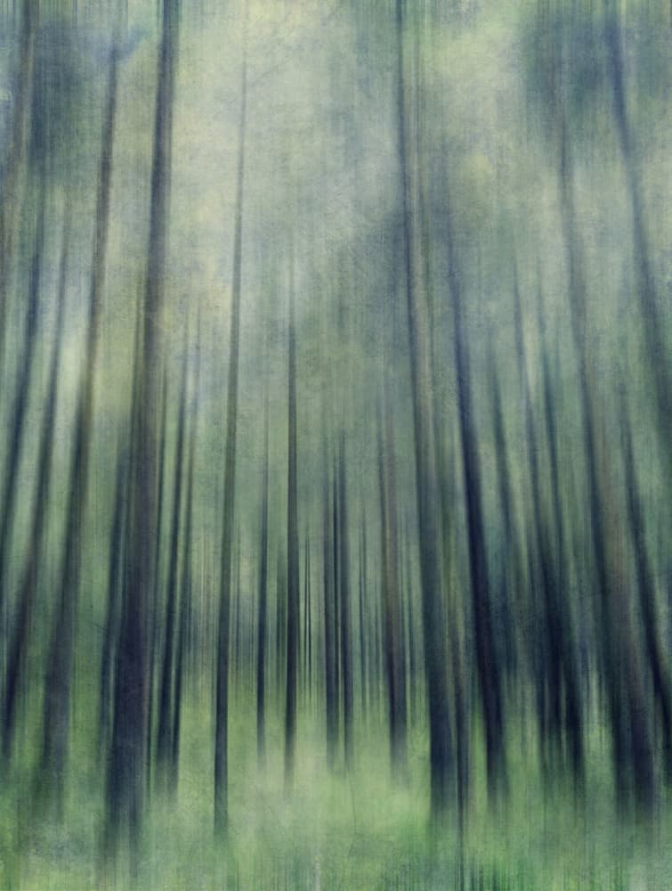 Ethereal Forest Light by Angelo Cerantola — canvas wall art