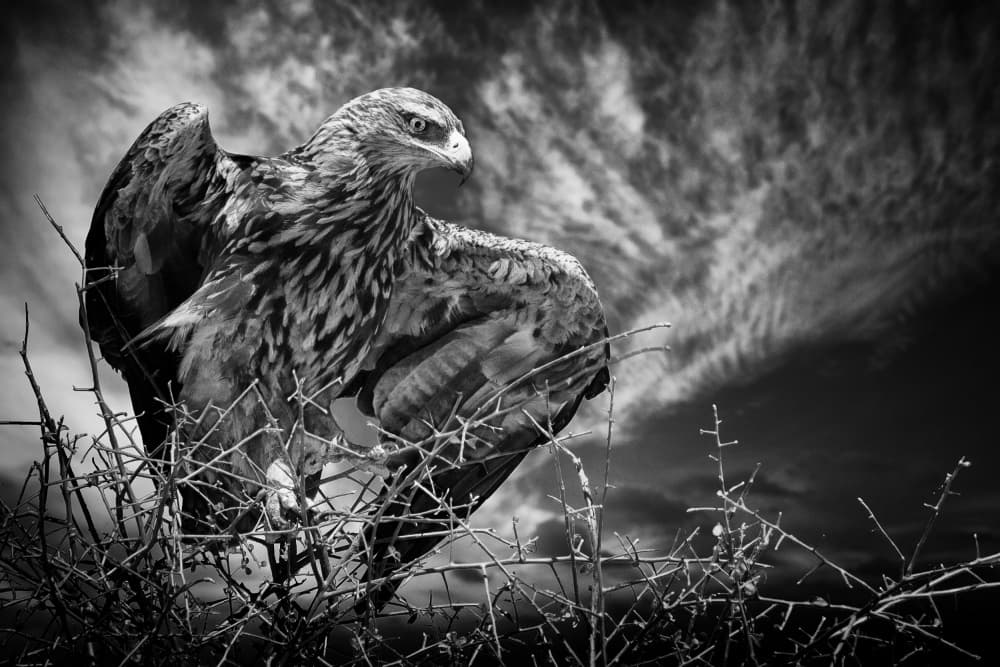Majestic Eagle Sky by Mathilde Guillemot — canvas wall art