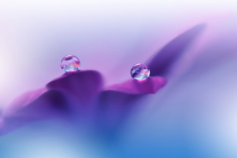 Purple Petal Dewdrops by Juliana Nan — canvas wall art
