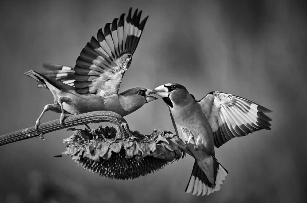 Get out of here! by Riccardo Mazzoni — canvas wall art