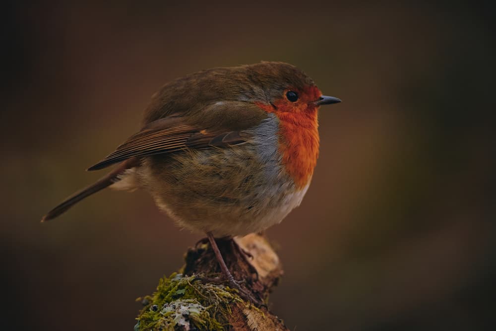 Fluffy Red Robin by Stuart Williams — canvas wall art