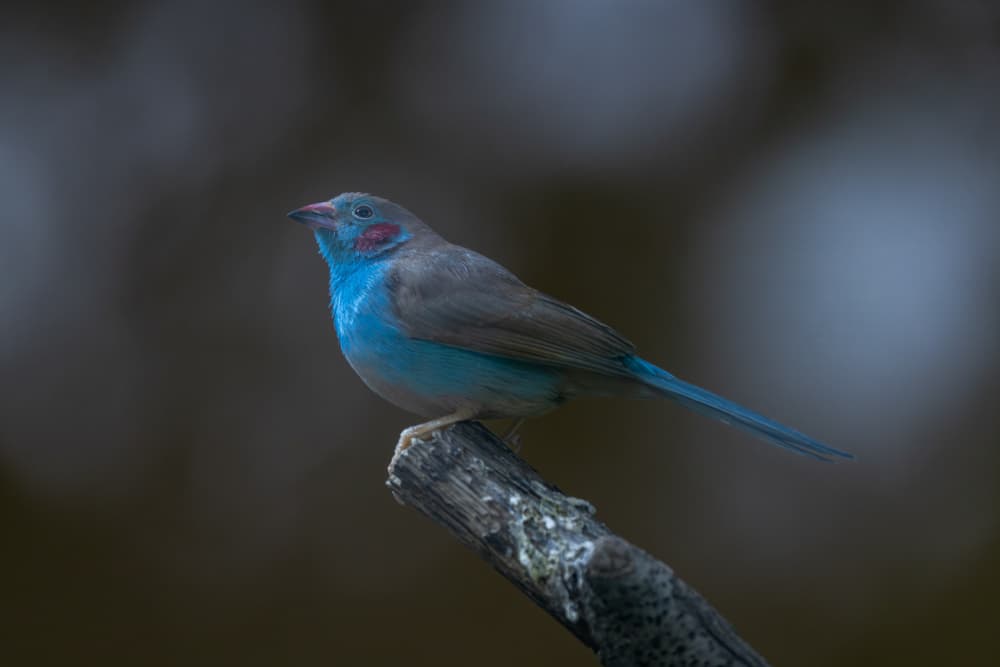 Blue Finch on Branch by Azim Khan Ronnie — canvas wall art