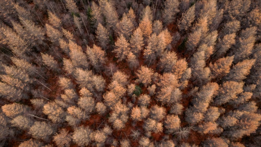 Autumn Forest Canopy by Stephanie Kleimann — canvas wall art
