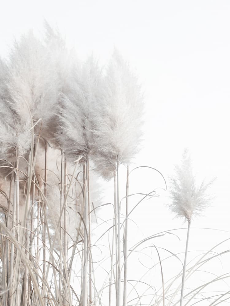 Whispering Pampas Grass by Magda Izzard — canvas wall art