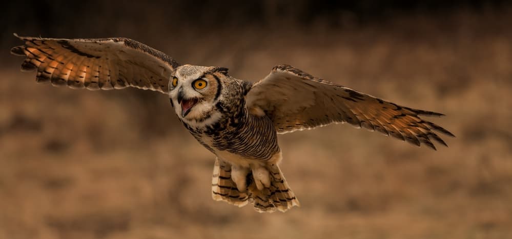 Majestic Owl in Flight by Susan Breau — canvas wall art