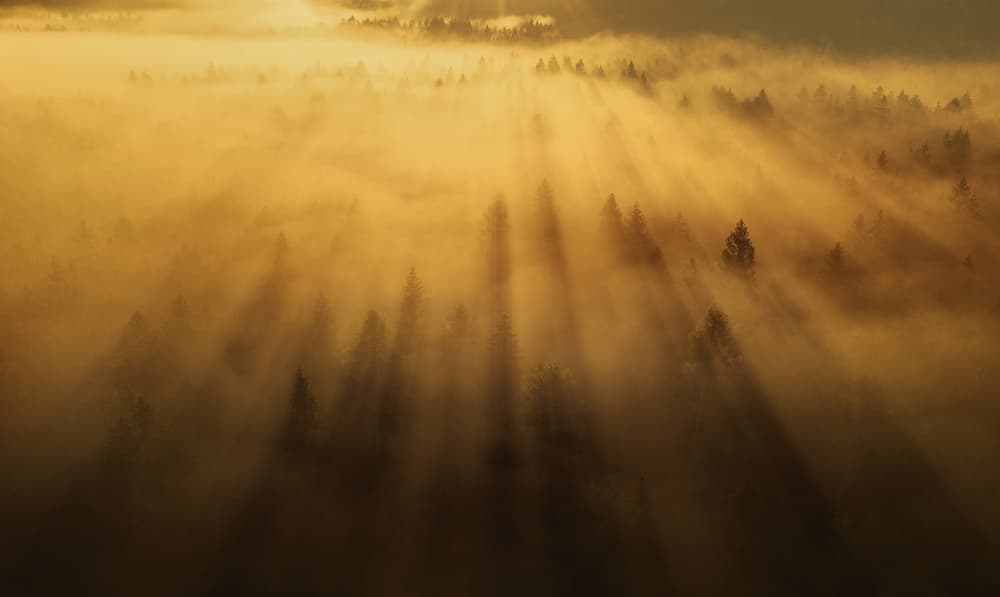 Misty Forest Sunbeams by Ales Krivec — canvas wall art