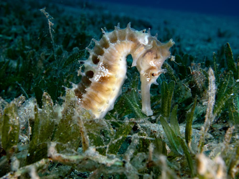 Seahorse In Seagrass by Ilan Ben Tov — canvas wall art