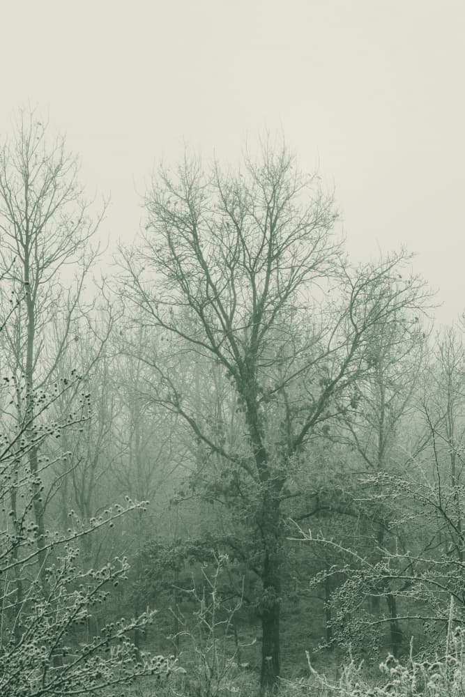 Misty Winter Forest by Lynann Colligan — canvas wall art