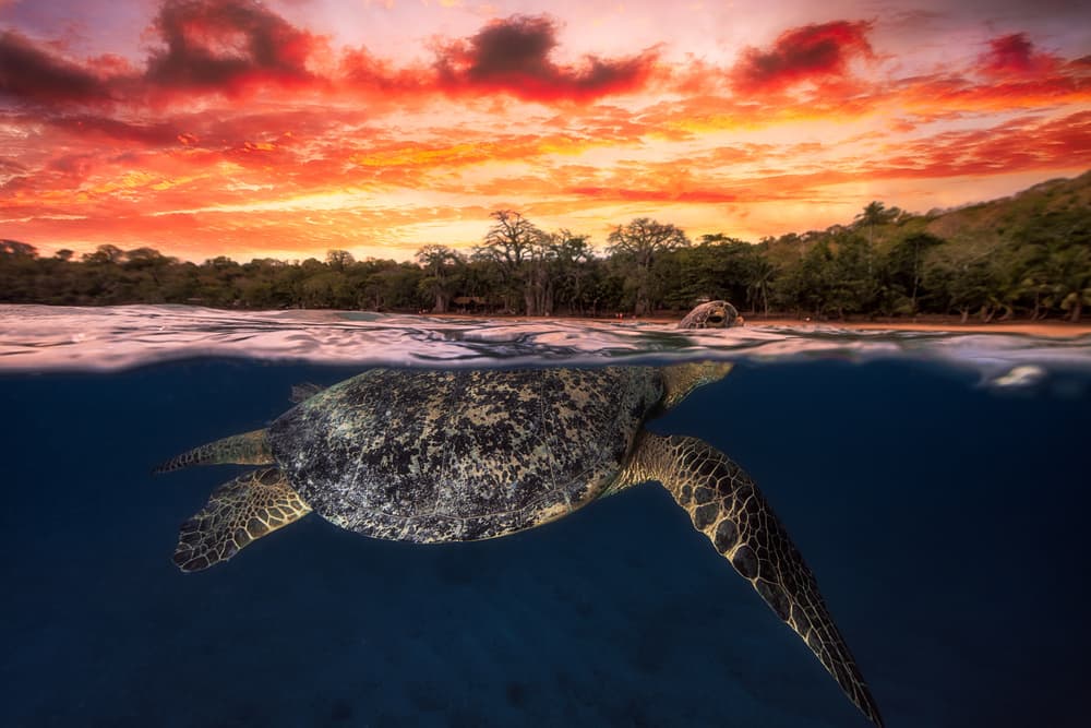 Sea Turtle Sunset Swim by Barathieu Gabriel — canvas wall art