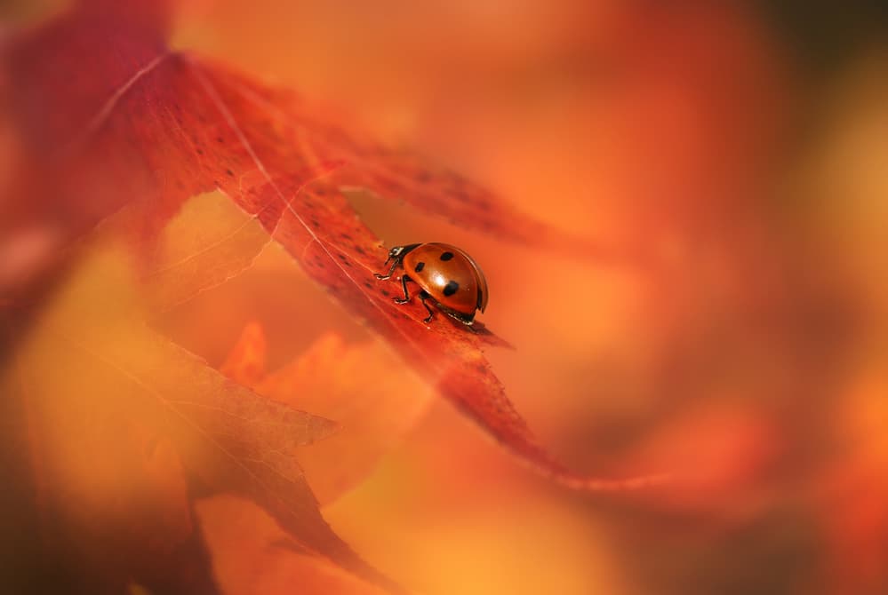 Ladybug Autumn Leaf by Ellen van Deelen — canvas wall art