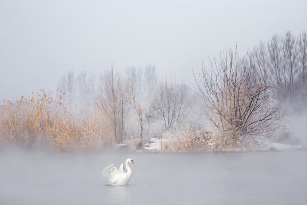 Misty Winter Swan by UU — canvas wall art