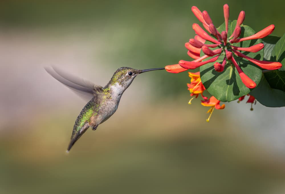 Vibrant Hummingbird Feeding by Molly Fu APA — canvas wall art