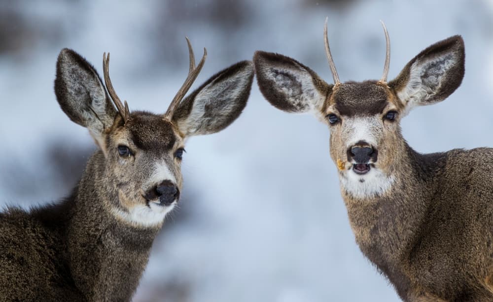 Alert Winter Bucks by verdon — canvas wall art