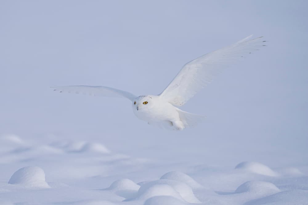 Snowy Owl in Flight by Peter Stahl — canvas wall art