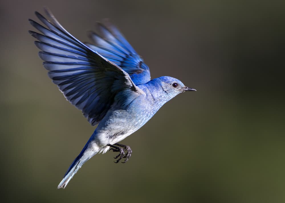 Blue Bird In Flight by verdon — canvas wall art