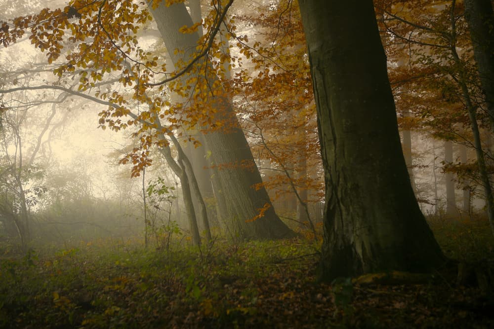 Misty Autumn Forest by Irma Warth — canvas wall art
