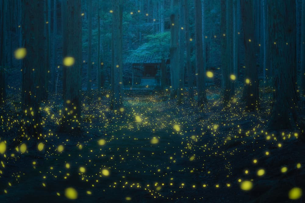 Magical Firefly Forest by Vu van quan — canvas wall art