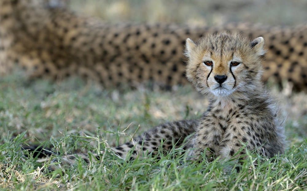 Curious Cheetah Cub by Giuseppe DAmico — canvas wall art