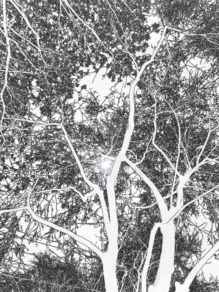 Sunlight Through Branches by Santhosh ch — canvas wall art