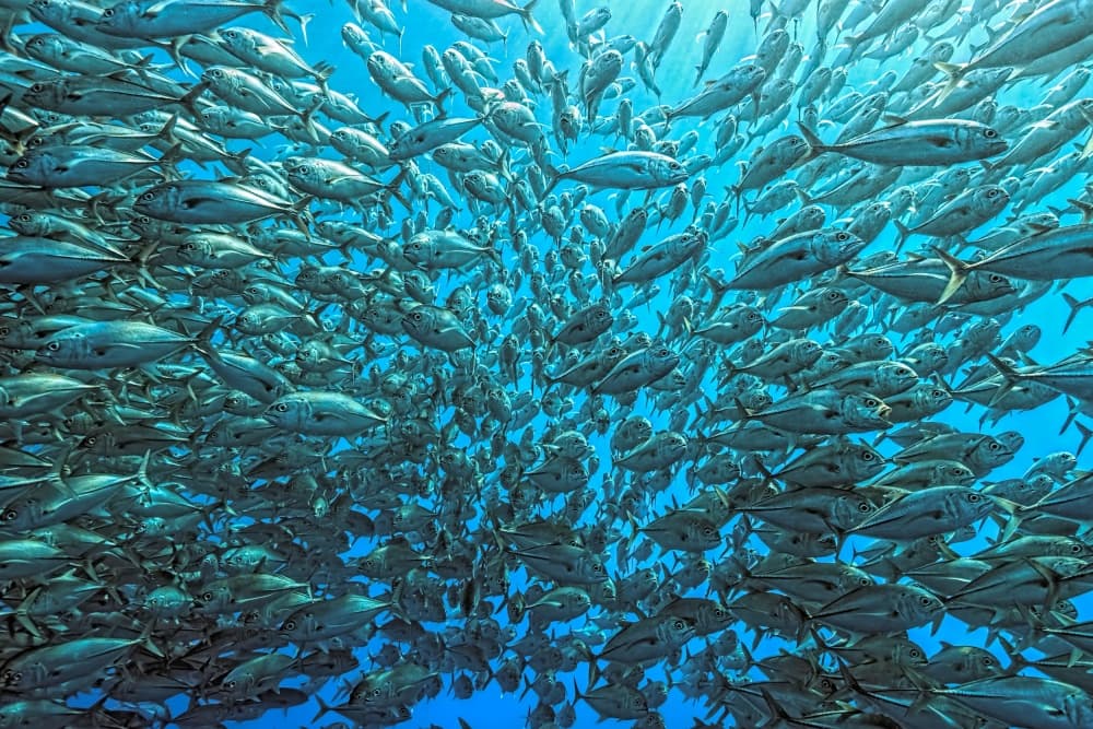 Shimmering Fish School by Henry Jager — canvas wall art