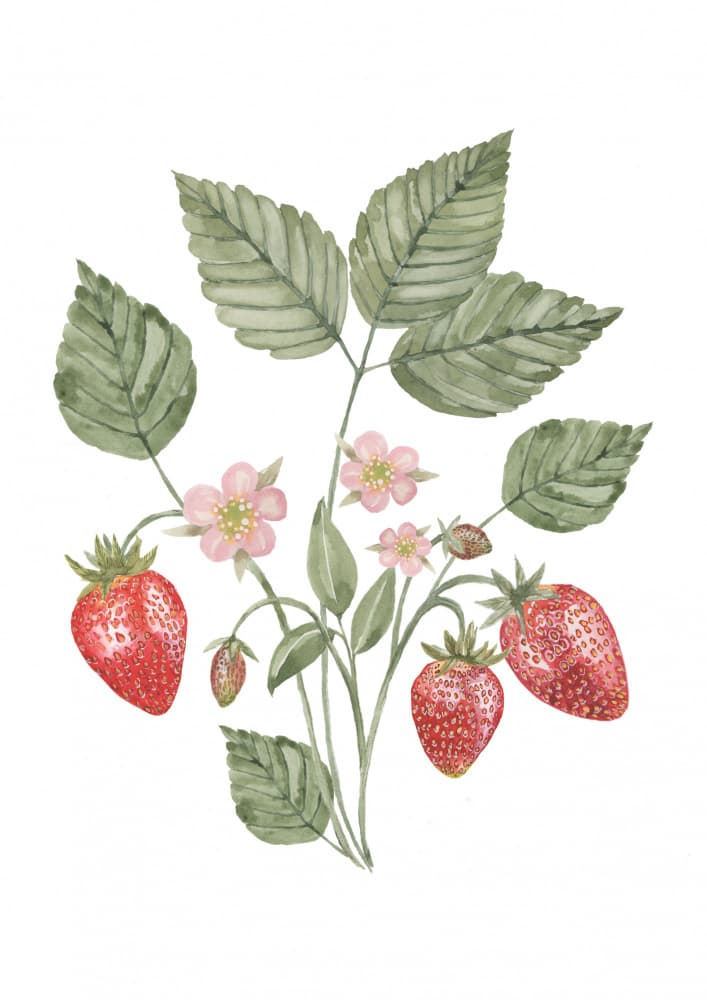 Sweet Summer Strawberries by Linda Sitniece — canvas wall art