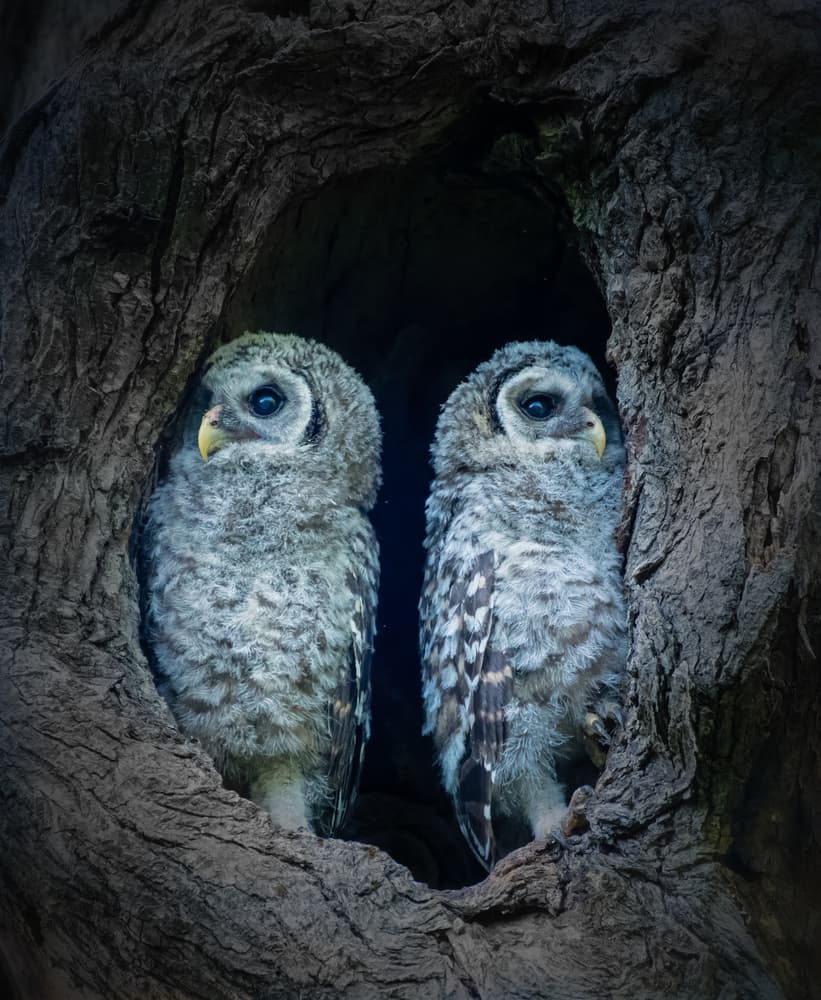 Hollow Tree Owlets by Alex Li — canvas wall art