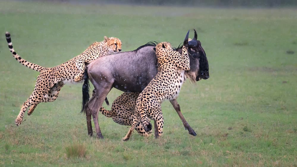 Cheetahs Capture Wildebeest by Jie Fischer — canvas wall art