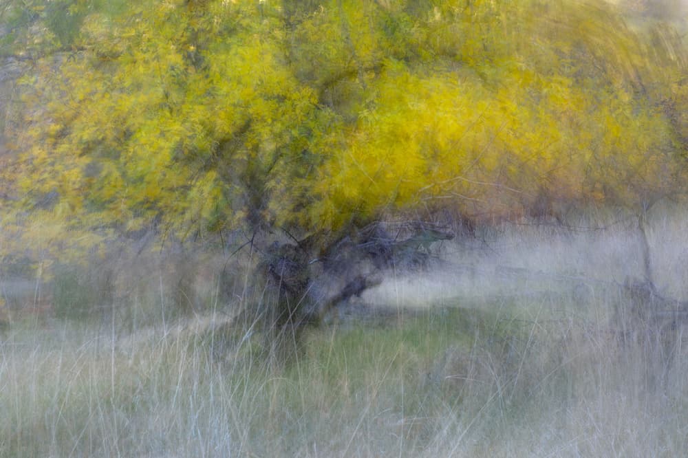 The Tree in the Fall by Shirley Shen — canvas wall art