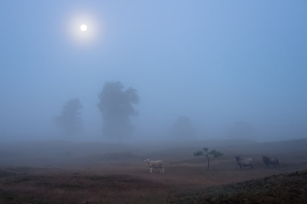 Misty Moon Sheep by Piet Haaksma — canvas wall art