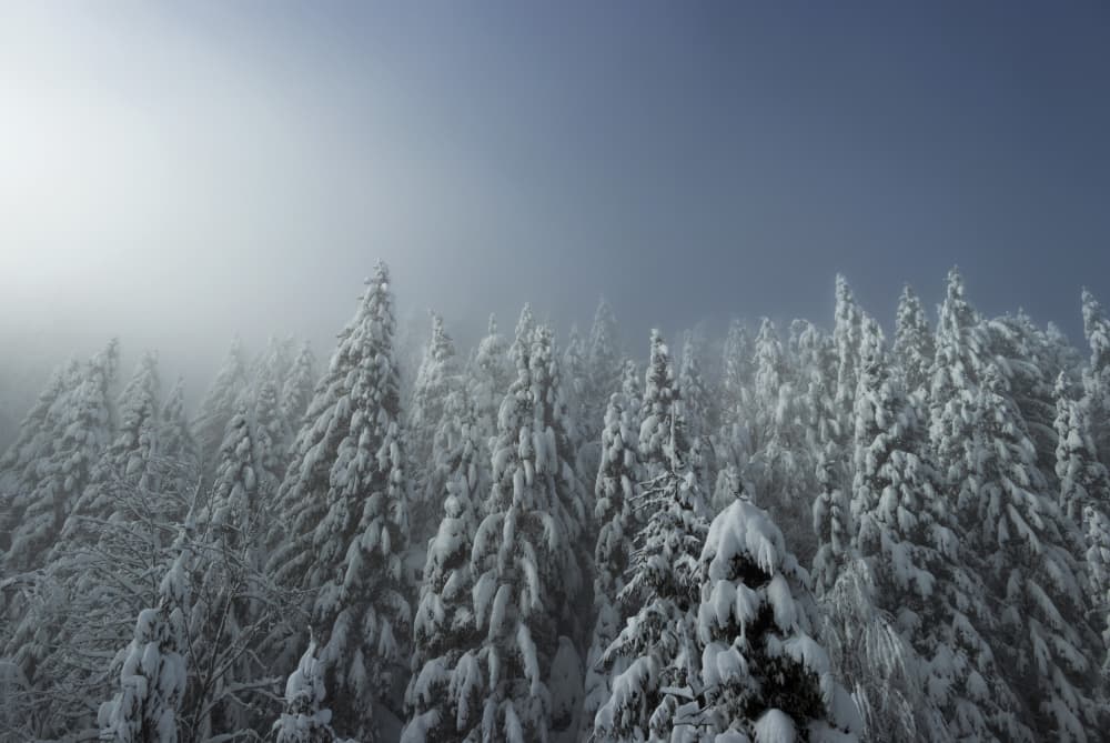 Misty Winter Forest by Emanuela Sol — canvas wall art
