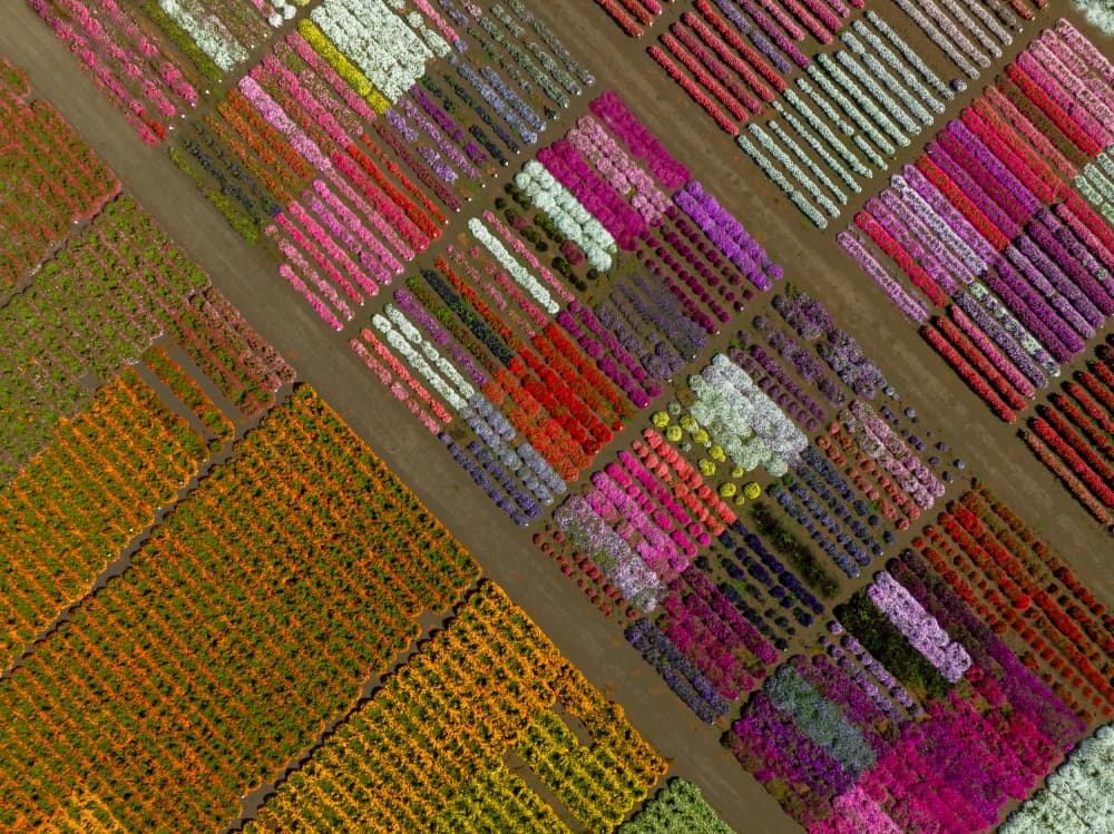 Colorful Flower Fields by DonnaHom APA — canvas wall art