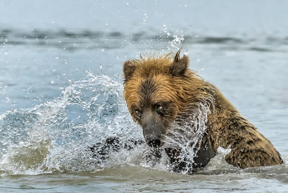 Wild Bear Splash by Giuseppe DAmico — canvas wall art