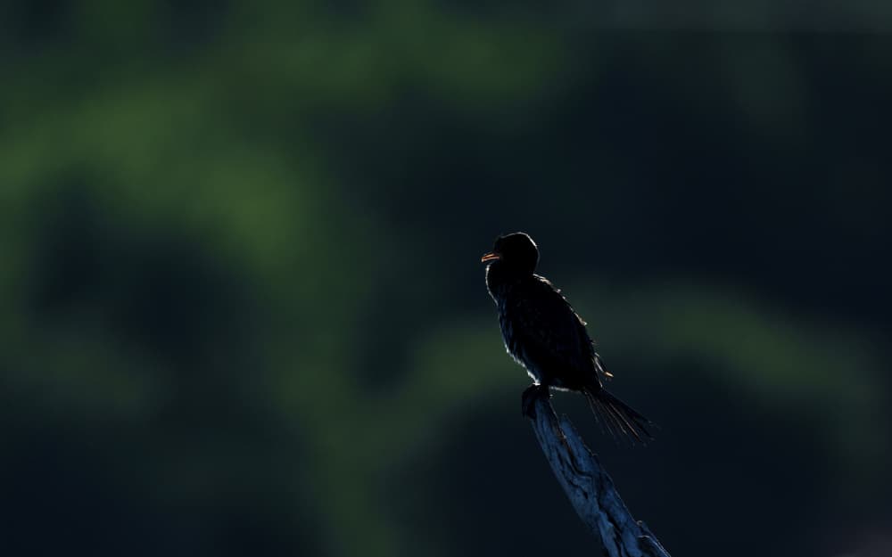 Serene Bird Silhouette by Etienne Steenkamp — canvas wall art