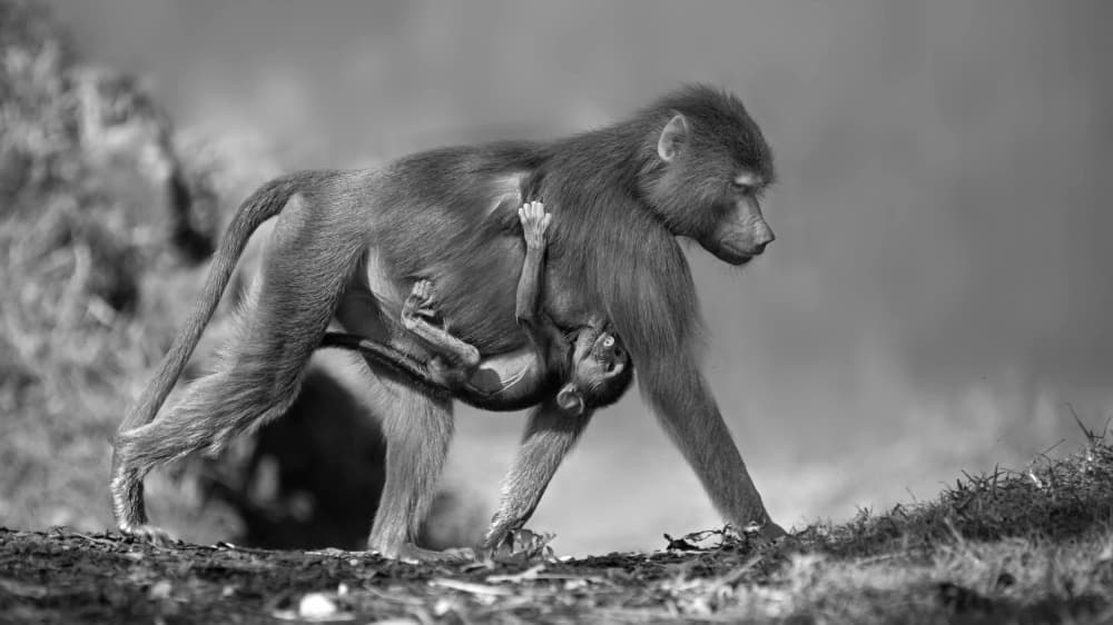 Mother Baboon And Child by Emanuel Papamanolis — canvas wall art