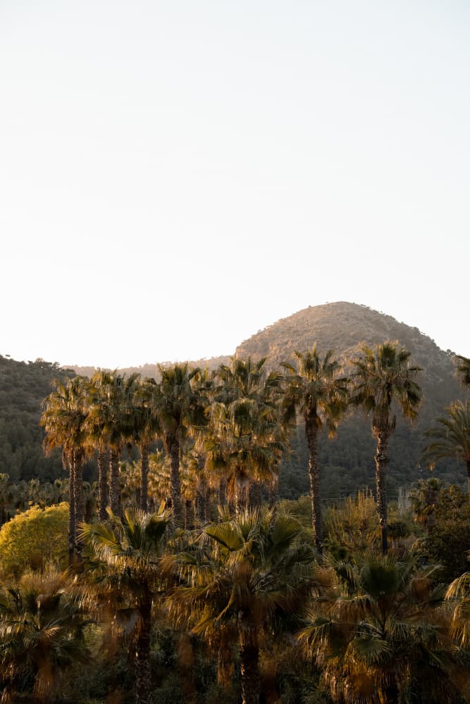 Golden Palms And Mountains by Henrike Schenk — canvas wall art