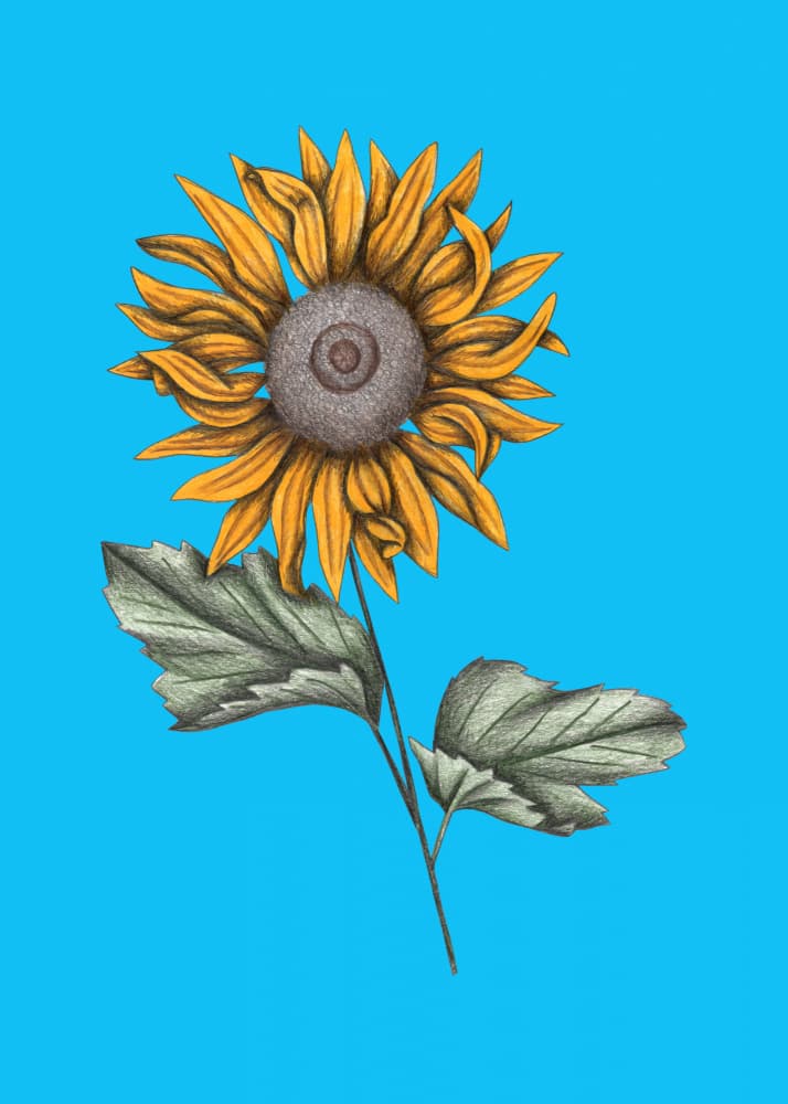 Vibrant Sunflower on Blue by Cecilia Battaini — canvas wall art