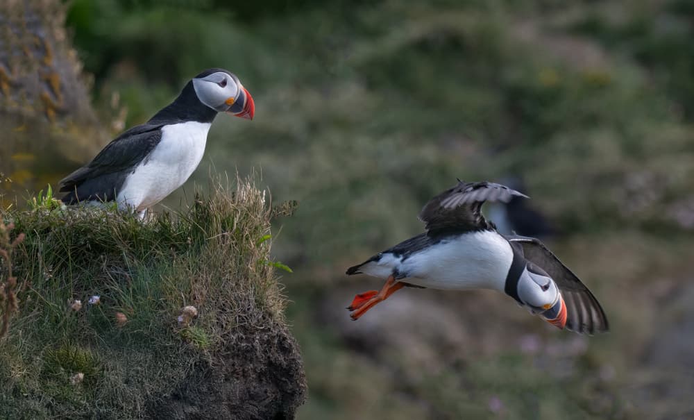 Puffins Taking Flight by Rong Wei — canvas wall art