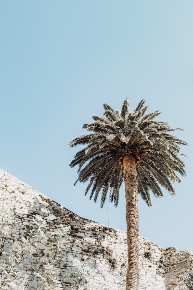 Sunny Palm and Stone by Aimee Giles — canvas wall art