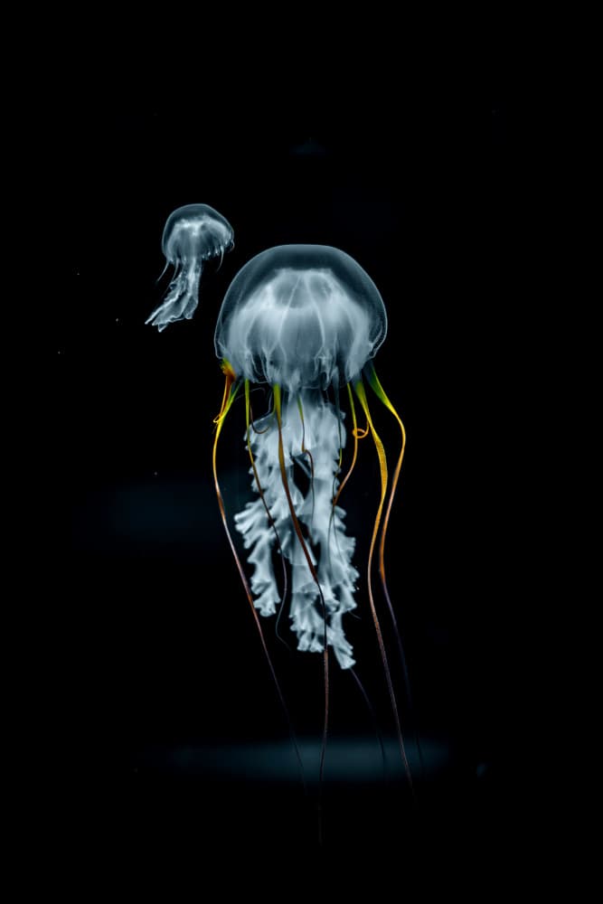 Glowing Ocean Jellyfish by K.Hayakawa — canvas wall art