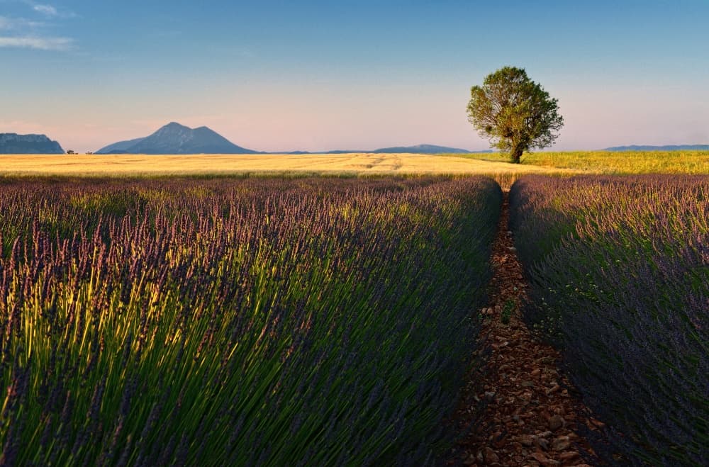Golden Hour Lavender Field by Izidor Gasperlin — canvas wall art