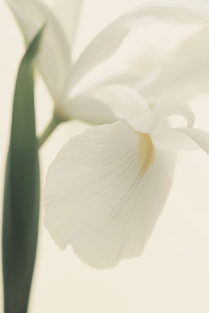 Delicate White Iris by Alyson Fennell — canvas wall art