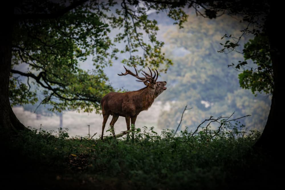 Wild Red Stag Bugles by David Bennion — canvas wall art