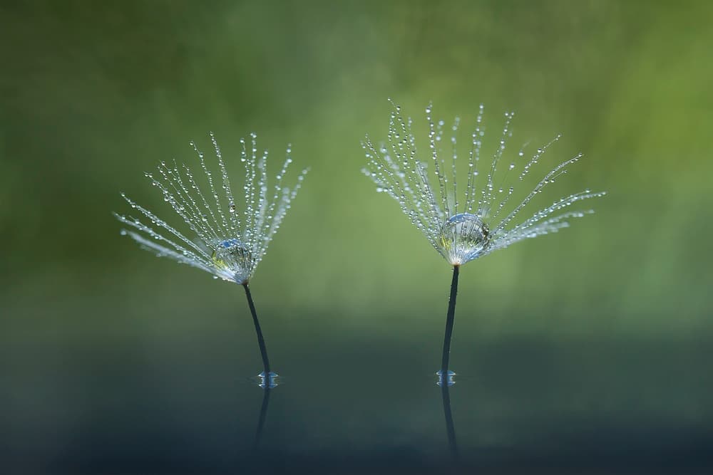 Dandelion Dew Drops by Abdul Gapur Dayak — canvas wall art